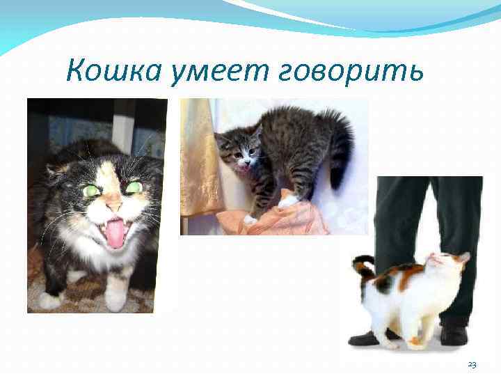 Кошка умеет говорить 23 