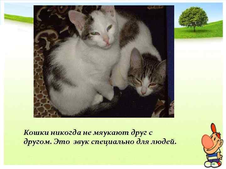 Кошки никогда не мяукают друг с другом. Это звук специально для людей. 24 