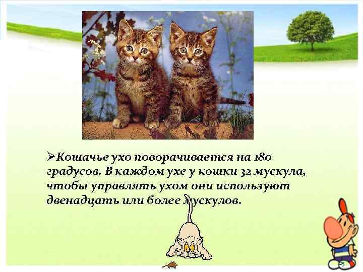 ØКошачье ухо поворачивается на 180 градусов. В каждом ухе у кошки 32 мускула, чтобы