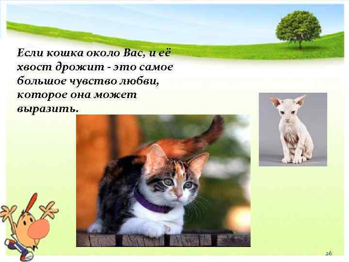 Если кошка около Вас, и её хвост дрожит - это самое большое чувство любви,