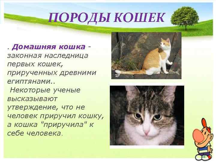 ПОРОДЫ КОШЕК. Домашняя кошка законная наследница первых кошек, прирученных древними египтянами. . Некоторые ученые