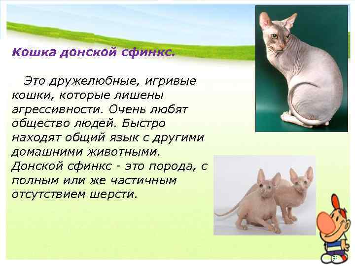 Кошка донской сфинкс. Это дружелюбные, игривые кошки, которые лишены агрессивности. Очень любят общество людей.