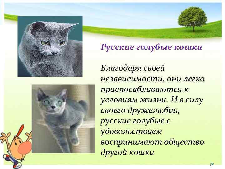 Русские голубые кошки Благодаря своей независимости, они легко приспосабливаются к условиям жизни. И в