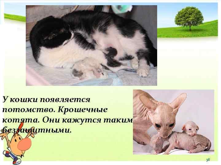 У кошки появляется потомство. Крошечные котята. Они кажутся таким беззащитными. 38 