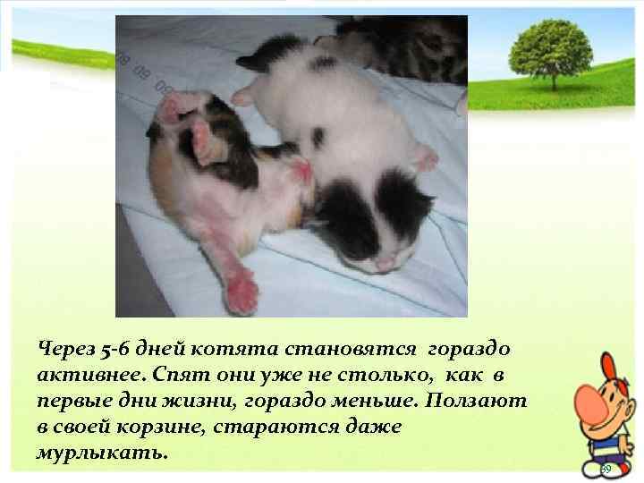 Через 5 -6 дней котята становятся гораздо активнее. Спят они уже не столько, как