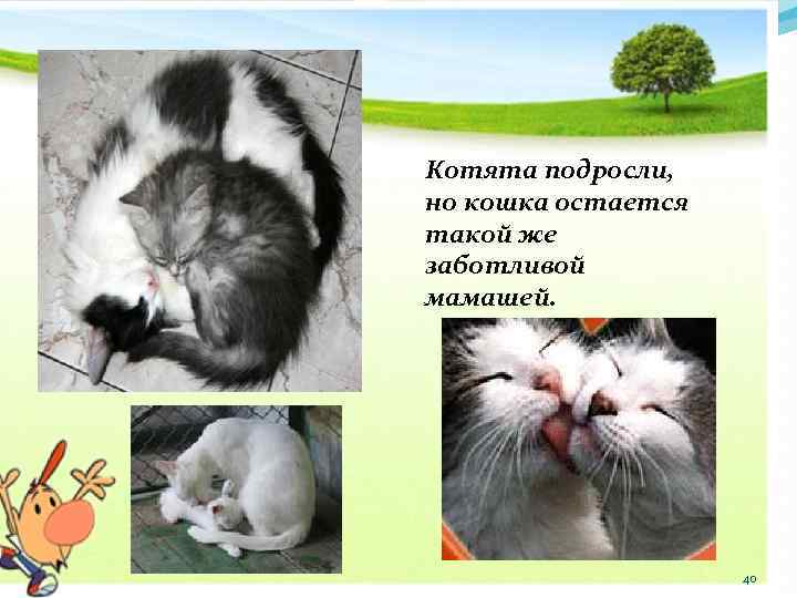 Котята подросли, но кошка остается такой же заботливой мамашей. 40 