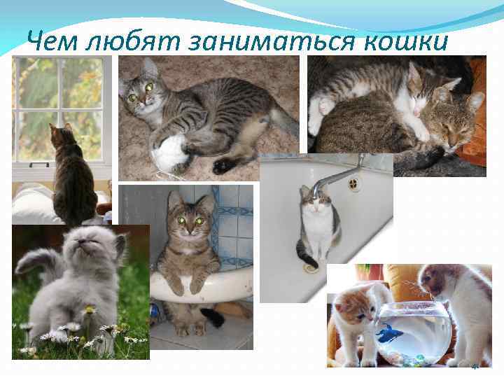 Чем любят заниматься кошки 41 