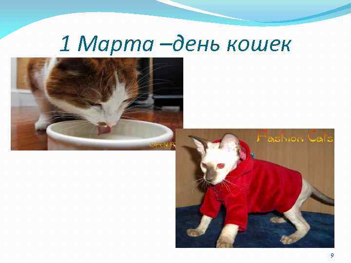 1 Марта –день кошек 9 
