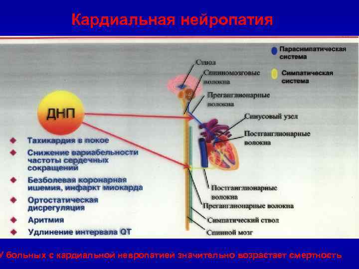 Кардиальная нейропатия У больных с кардиальной невропатией значительно возрастает смертность 