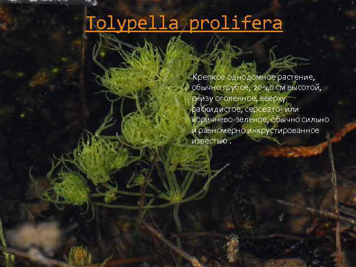 Tolypella prolifera Крепкое однодомное растение, обычно грубое, 20 -40 см высотой, снизу оголенное, вверху