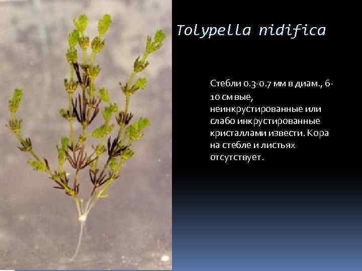 Tolypella nidifica Стебли 0. 3 -0. 7 мм в диам. , 610 см вые,