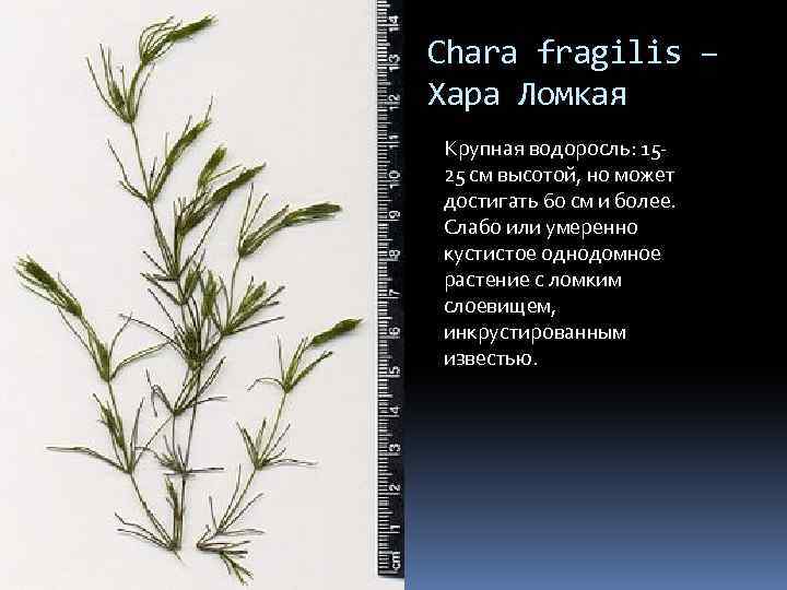 Chara fragilis – Хара Ломкая Крупная водоросль: 1525 см высотой, но может достигать 60