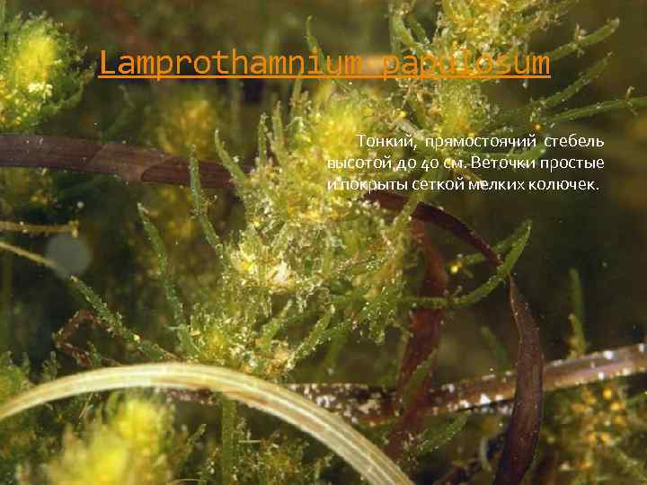 Lamprothamnium papulosum Тонкий, прямостоячий стебель высотой до 40 см. Веточки простые и покрыты сеткой