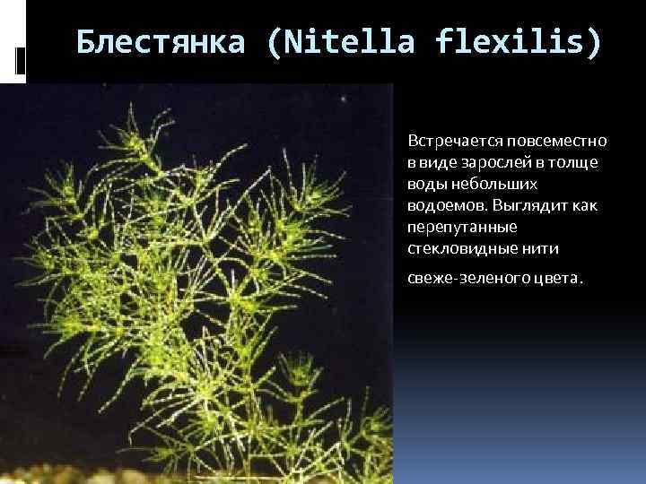 Блестянка (Nitella flexilis) Встречается повсеместно в виде зарослей в толще воды небольших водоемов. Выглядит