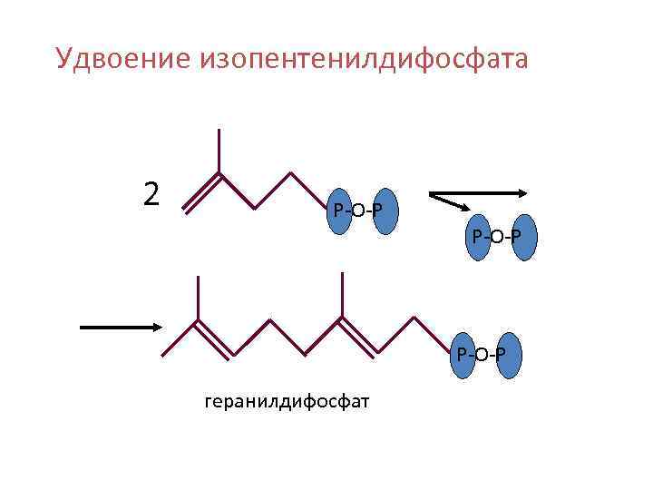 Удвоение изопентенилдифосфата 2 Р-О-Р геранилдифосфат 