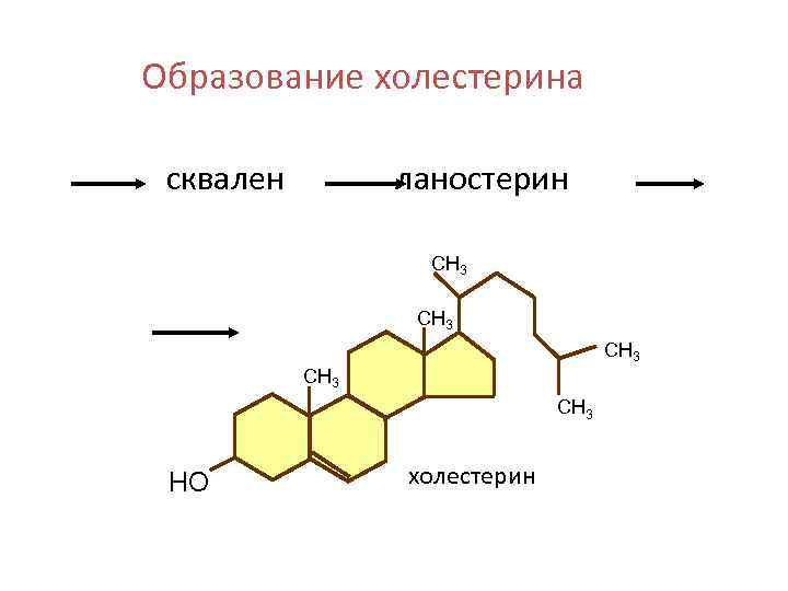 Образование холестерина сквален ланостерин СН 3 СН 3 НО холестерин 