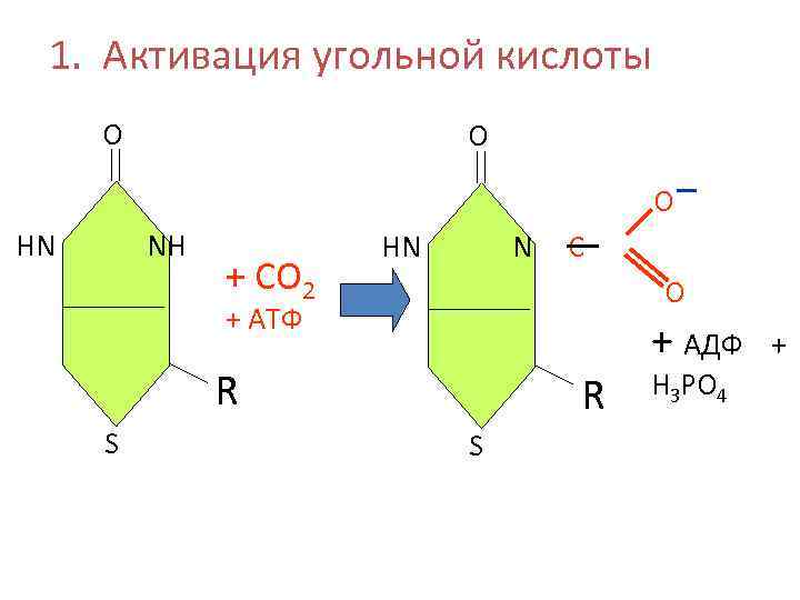 1. Активация угольной кислоты О О О НN NН + СО 2 НN N