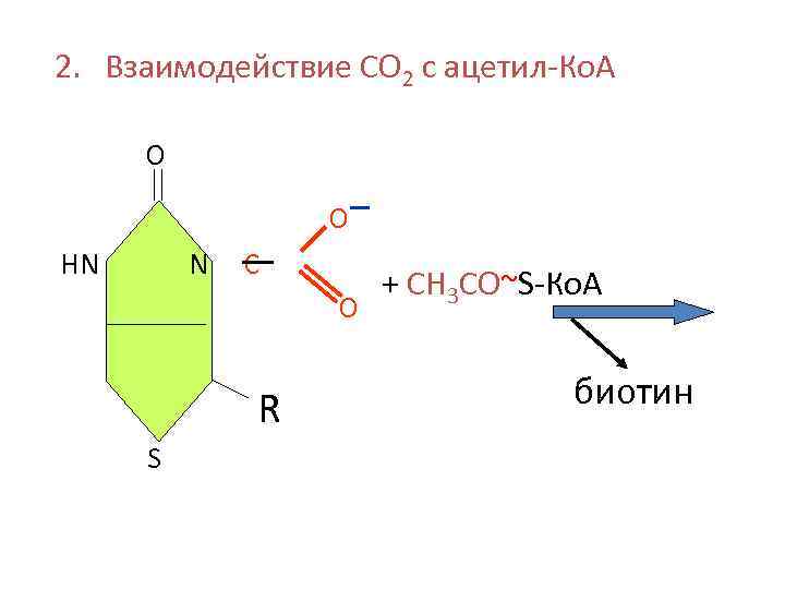 2. Взаимодействие СО 2 с ацетил-Ко. А О О НN N С О R