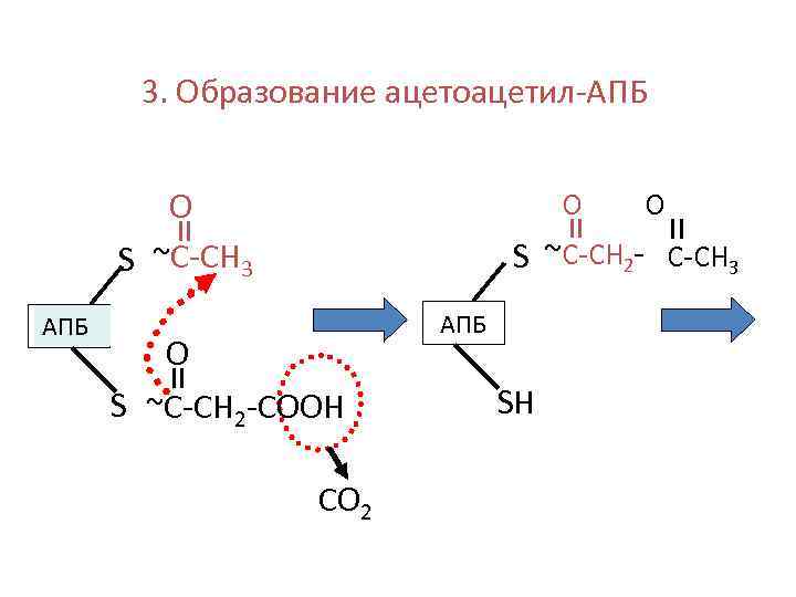 3. Образование ацетоацетил-АПБ О S ~С-СН 3 АПБ О О S ~С-СН 2 -