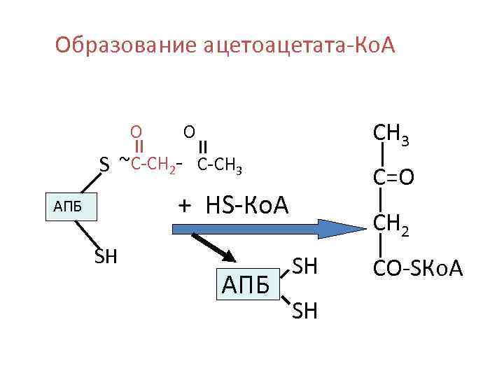 Образование ацетоацетата-Ко. А О СН 3 О S ~С-СН 2 - С-СН 3 С=О