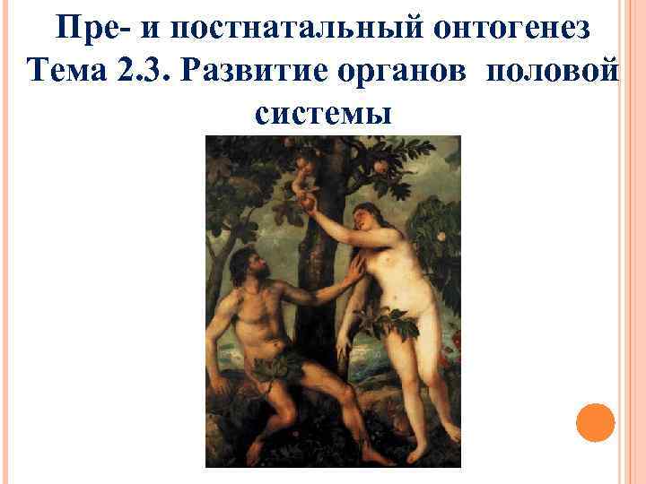 Пре- и постнатальный онтогенез Тема 2. 3. Развитие органов половой системы 