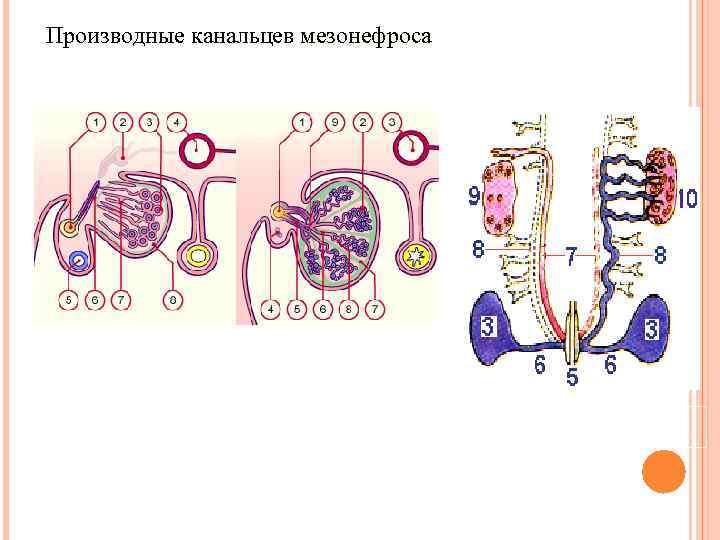 Производные канальцев мезонефроса 