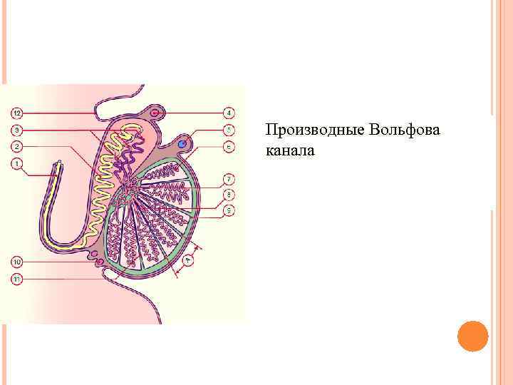 Производные Вольфова канала 