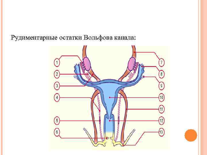 Рудиментарные остатки Вольфова канала: 