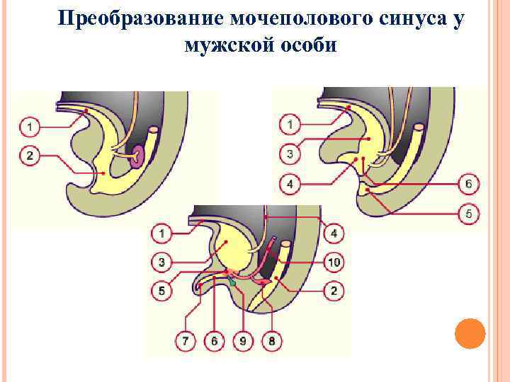 Преобразование мочеполового синуса у мужской особи 