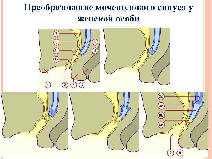 Преобразование мочеполового синуса у женской особи 
