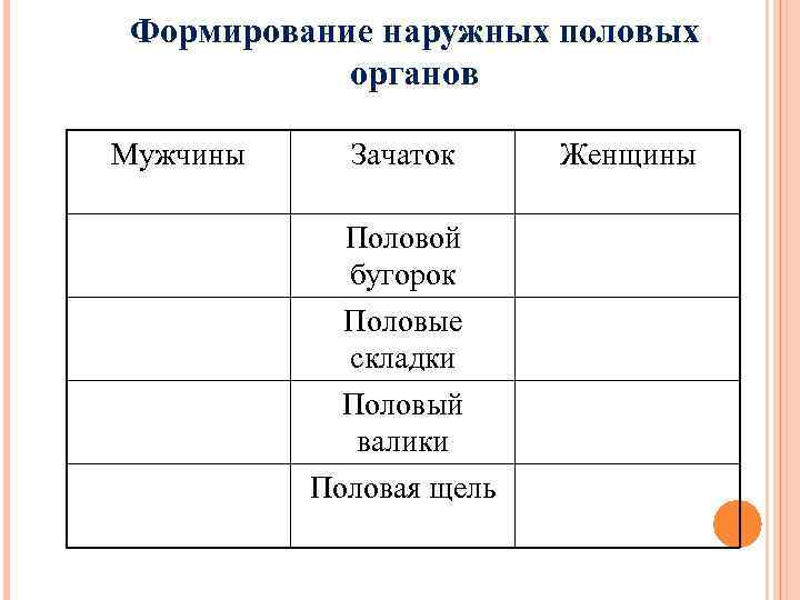 Формирование наружных половых органов Мужчины Зачаток Половой бугорок Половые складки Половый валики Половая щель