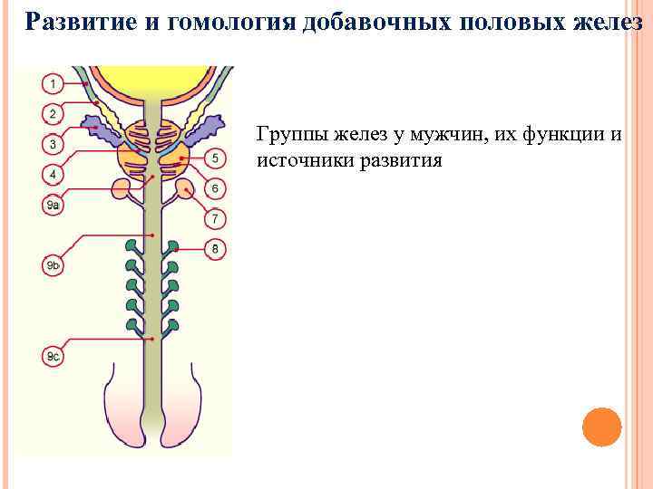 Развитие и гомология добавочных половых желез Группы желез у мужчин, их функции и источники