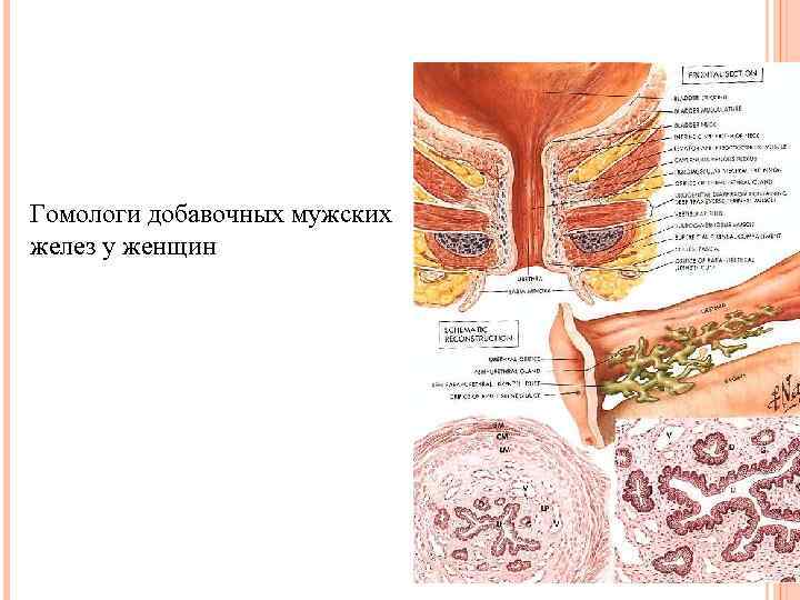 Гомологи добавочных мужских желез у женщин 