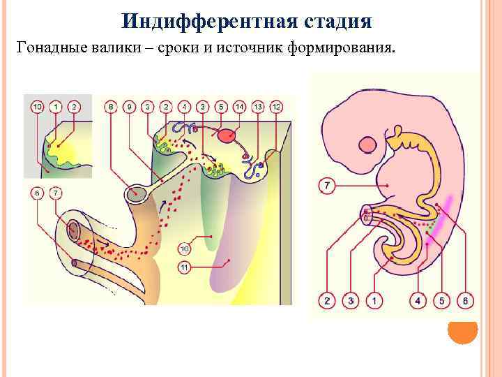 Индифферентная стадия Гонадные валики – сроки и источник формирования. 