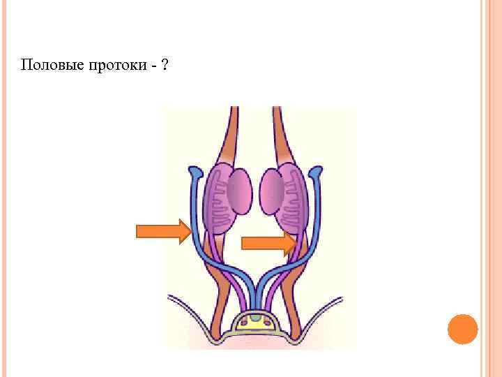Половые протоки - ? 