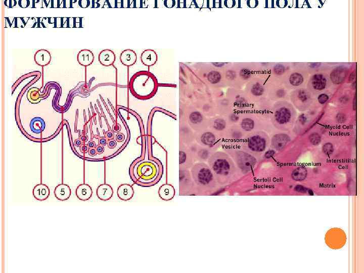 ФОРМИРОВАНИЕ ГОНАДНОГО ПОЛА У МУЖЧИН 
