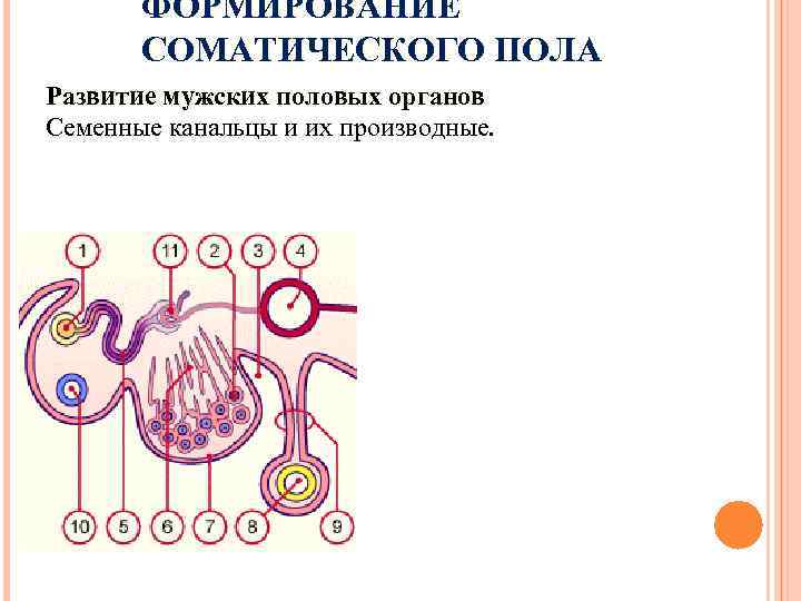 ФОРМИРОВАНИЕ СОМАТИЧЕСКОГО ПОЛА Развитие мужских половых органов Семенные канальцы и их производные. 