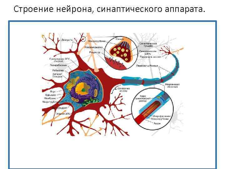 Строение нейрона, синаптического аппарата. 