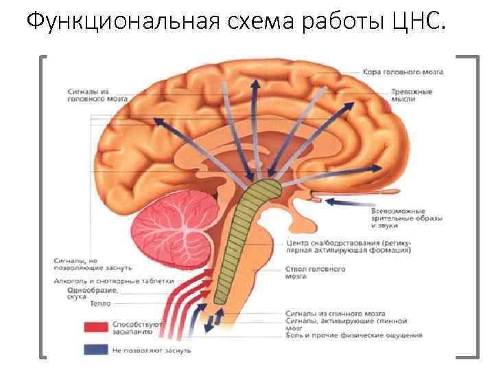 Функциональная схема работы ЦНС. 