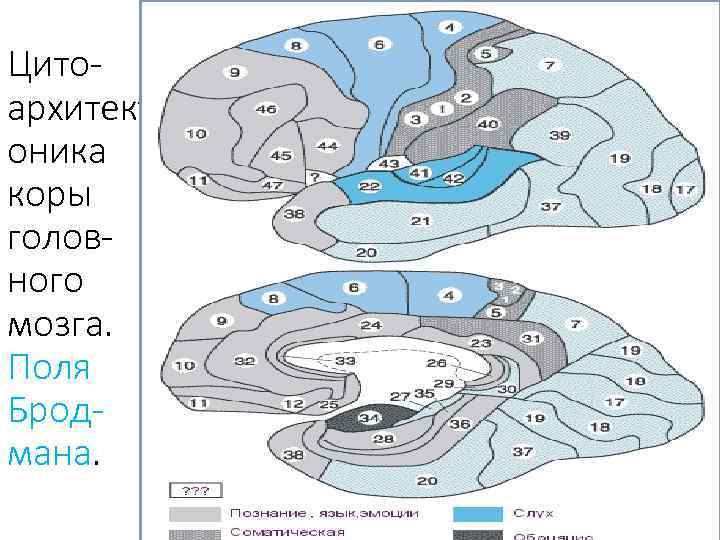 Цитоархитект оника коры головного мозга. Поля Бродмана. 