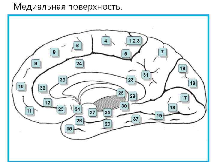 Медиальная поверхность. 