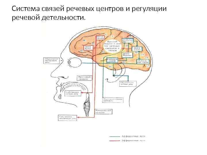 Система связей речевых центров и регуляции речевой детельности. 