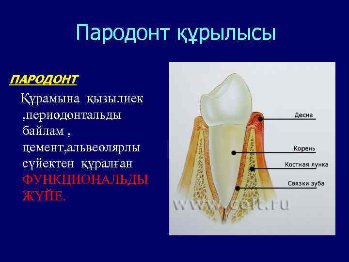 Пародонт құрылысы ПАРОДОНТ Құрамына қызылиек , периодонтальды байлам , цемент, альвеолярлы сүйектен құралған ФУНКЦИОНАЛЬДЫ