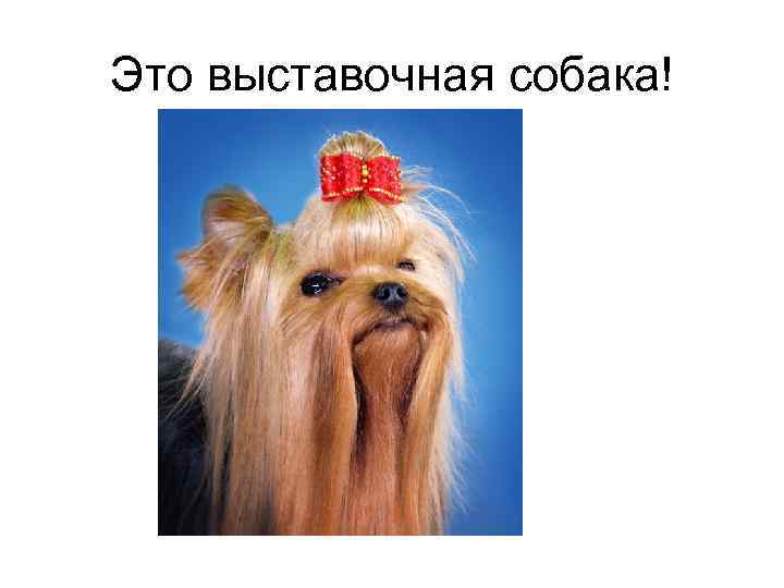Это выставочная собака! 