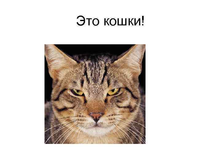 Это кошки! 