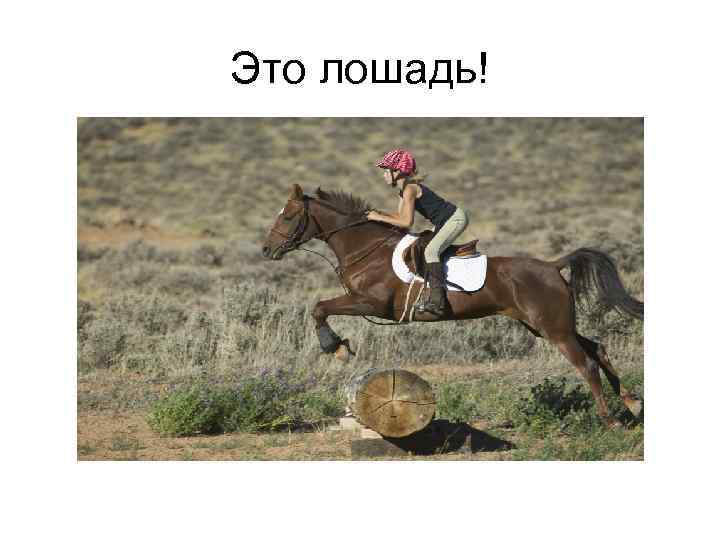 Это лошадь! 