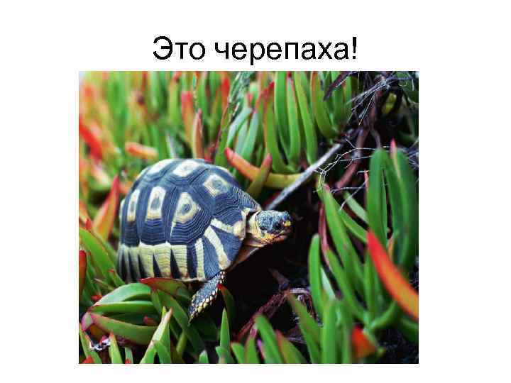 Это черепаха! 