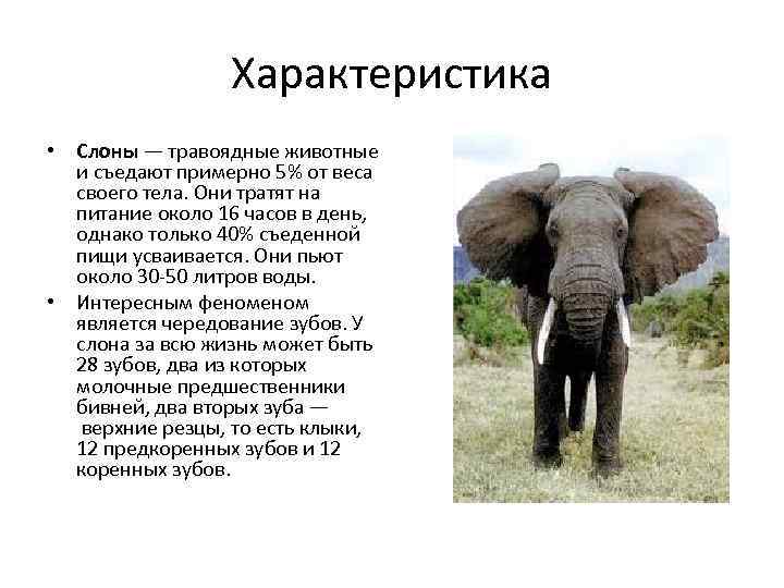 Слон рассказ 1 класс окружающий мир. Слон краткая характеристика. Описание слона. Характер слона. Слоны характеристика.