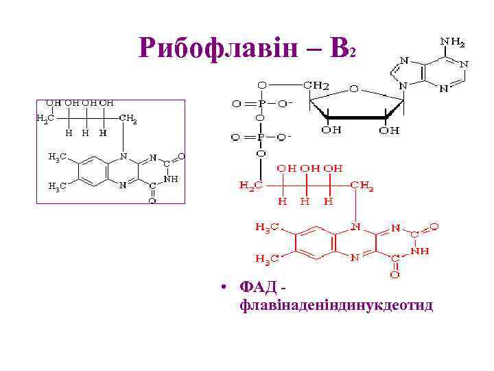 Рибофлавін – В 2 • ФАД флавінаденіндинукдеотид 