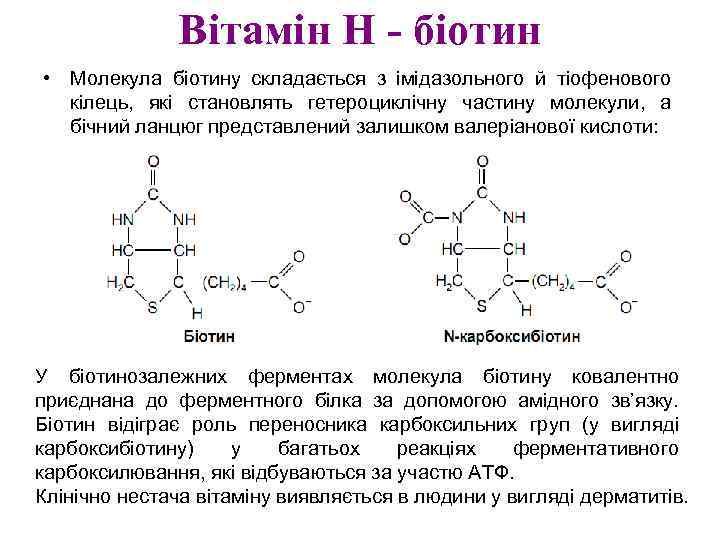 Вітамін Н - біотин • Молекула біотину складається з імідазольного й тіофенового кілець, які